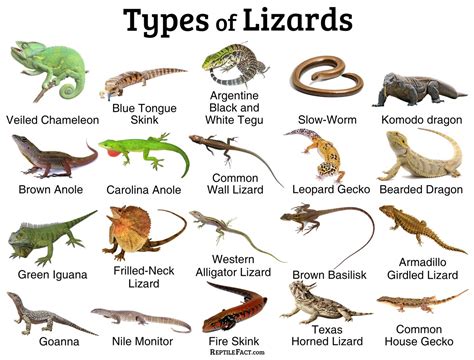 types of reptiles list.